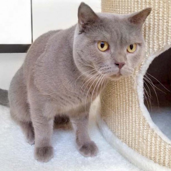 Kater Monty  / © 2016 Arche KaNaum (DN) Kater Monty / © 2016 Arche KaNaum (DN)