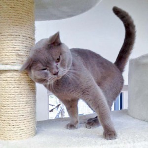 Kater Monty / © 2016 Arche KaNaum (DN)