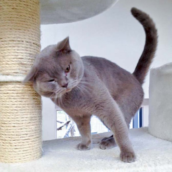 Kater Monty  / © 2016 Arche KaNaum (DN) Kater Monty / © 2016 Arche KaNaum (DN)