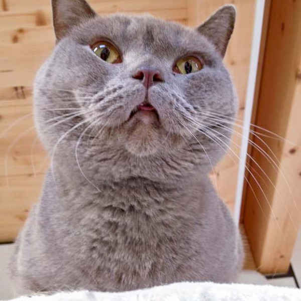 Kater Monty  / © 2016 Arche KaNaum (DN) Kater Monty / © 2016 Arche KaNaum (DN)