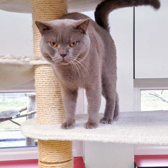 Kater Monty  / © 2016 Arche KaNaum (DN) Kater Monty / © 2016 Arche KaNaum (DN)