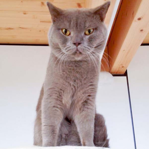 Kater Monty  / © 2016 Arche KaNaum (DN) Kater Monty / © 2016 Arche KaNaum (DN)