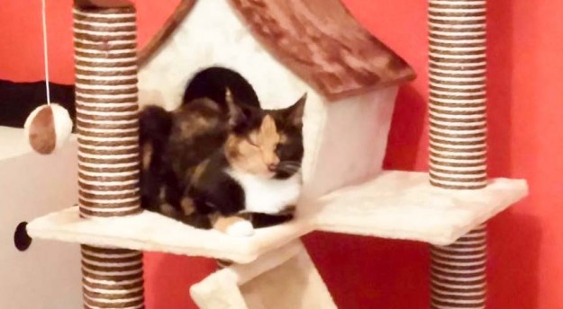 Kätzin Maja im neuen Zuhause / © 26.03.'16 Privat