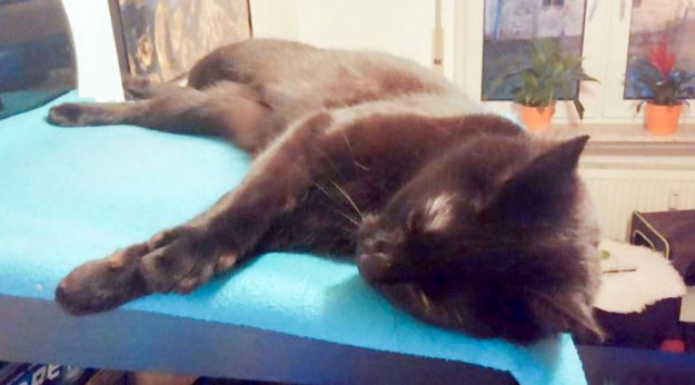 Kätzin Emmi im neuen Zuhause / © 26.03.'16 Privat