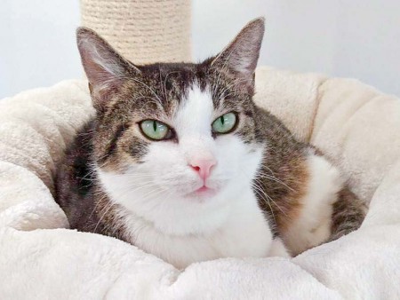 Kätzin Linda / © 2016 Arche KaNaum (DN)