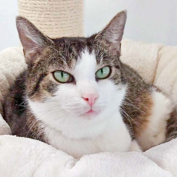 Kätzin Linda / © 2016 Arche KaNaum (DN) Kätzin Linda / © 2016 Arche KaNaum (DN)