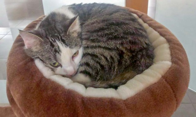 Kater Bingo im neuen Zuhause / © 29.03.'16 Privat