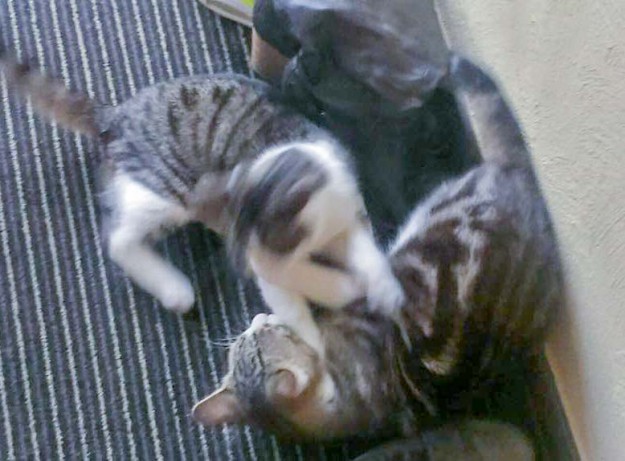 Kater Bingo (o.) und Snoopy im neuen Zuhause / © 29.03.'16 Privat