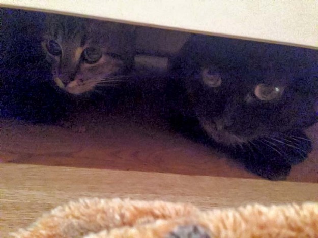 Kater Simba (aka Emil, l.) und Schwester Nala (aka Maja) im neuen Zuhause / © 29.03.'16 Privat