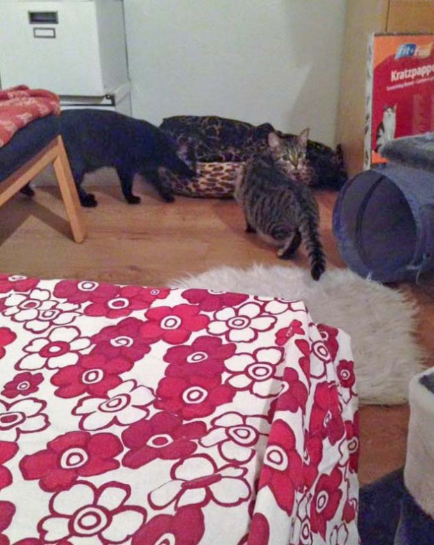 Kater Simba (aka Emil, r.) und Schwester Nala (aka Maja) im neuen Zuhause / © 29.03.'16 Privat