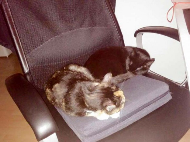 Kätzinnen Maja und Emmi im neuen Zuhause / © 29.03.'16 Privat