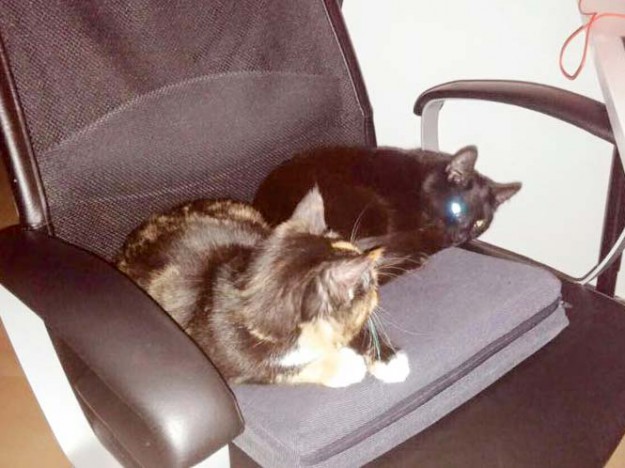 Kätzinnen Maja und Emmi im neuen Zuhause / © 29.03.'16 Privat