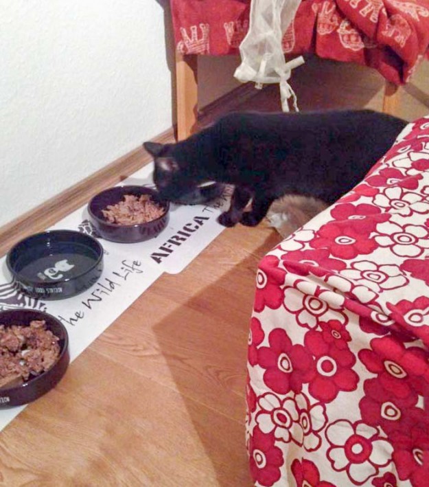 Kätzin Nala (aka Maja) im neuen Zuhause / © 29.03.'16 Privat