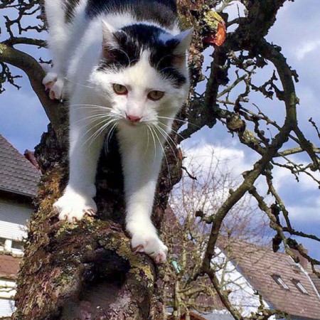 Kater Jonny (aka Niko) im neuen Zuhause / © 29.03.'16 Privat
