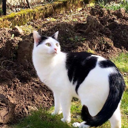 Kater Jonny (aka Niko) im neuen Zuhause / © 29.03.'16 Privat