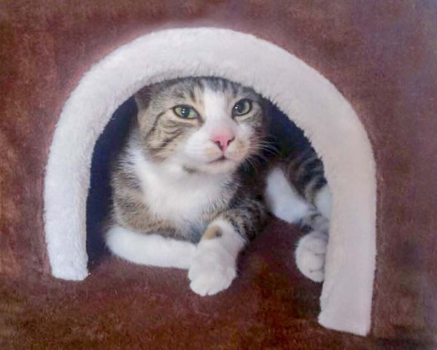 Kater Snoopy im neuen Zuhause / © 29.03.'16 Privat