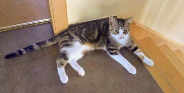 Kater Snoopy im neuen Zuhause / © 29.03.'16 Privat