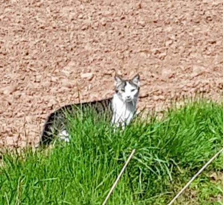 Kater Bingo im neuen Zuhause / © 04.05.'16 Privat
