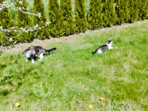 Kater Bingo und Snoopy im neuen Zuhause / © 04.05.'16 Privat