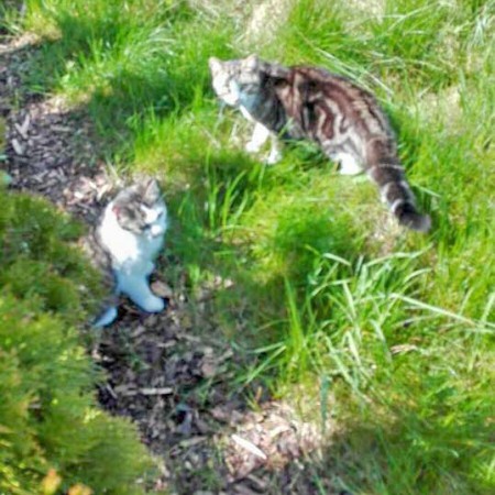 Kater Bingo (l.) und Snoopy im neuen Zuhause / © 04.05.'16 Privat