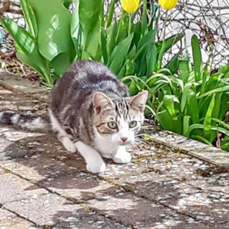 Kater Snoopy im neuen Zuhause / © 04.05.'16 Privat