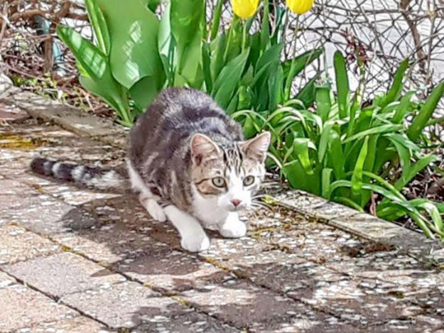 Kater Snoopy im neuen Zuhause / © 04.05.'16 Privat