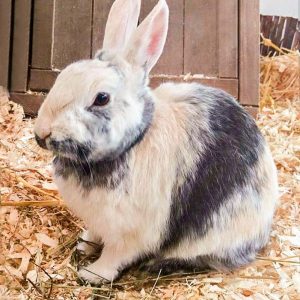 Kaninchen Flecki / © 2016 Arche KaNaum (DN) Kaninchen Flecki / © 2016 Arche KaNaum (DN)