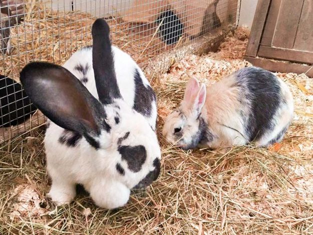 Kaninchen Hermine (l.) mit Freundin Flecki / © 2016 Arche KaNaum (DN) Kaninchen Hermine (l.) mit Freundin Flecki / © 2016 Arche KaNaum (DN)