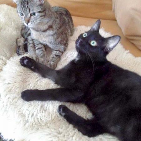 Kater Simba (aka Emil, l.) und Schwester Nala (aka Maja) im neuen Zuhause / © 25.05.'16 Privat