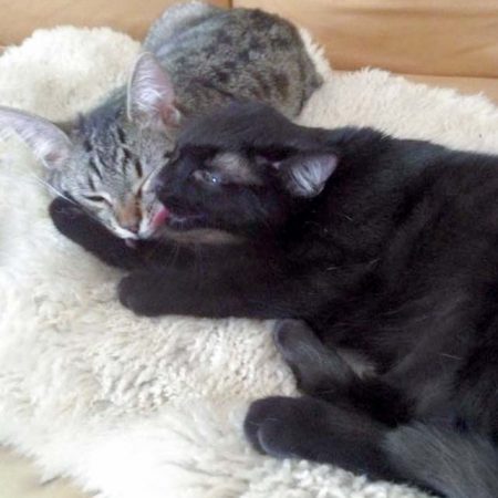 Kater Simba (aka Emil, l.) und Schwester Nala (aka Maja) im neuen Zuhause / © 25.05.'16 Privat