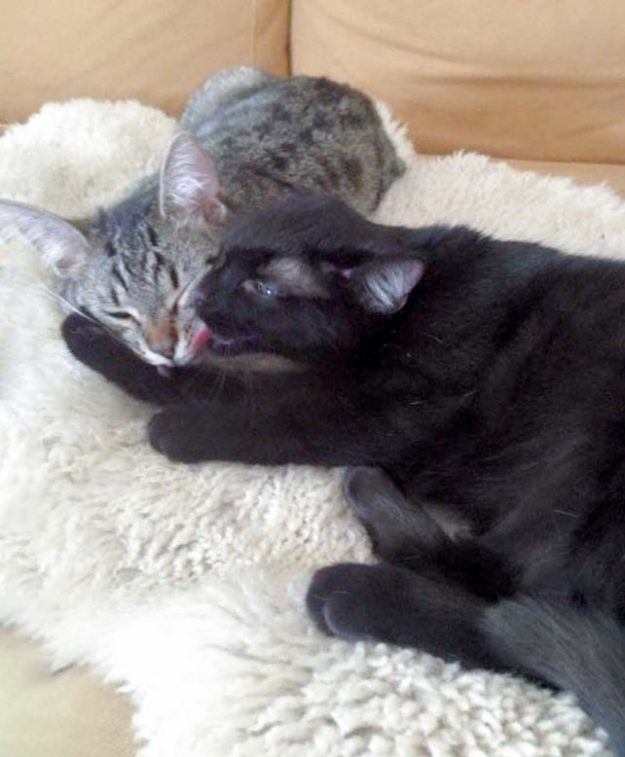 Kater Simba (aka Emil, l.) und Schwester Nala (aka Maja) im neuen Zuhause / © 25.05.'16 Privat