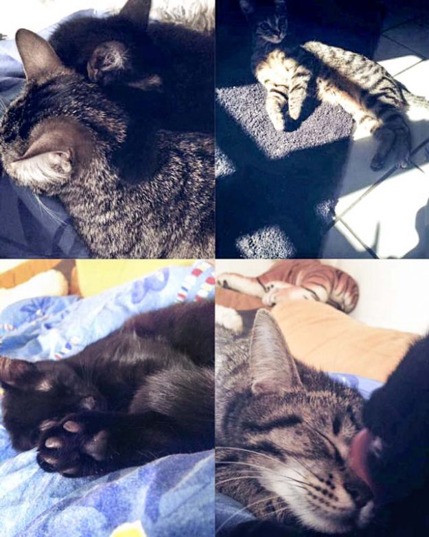 Kater Simba (aka Emil) und Schwester Nala (aka Maja) im neuen Zuhause / © 25.05.'16 Privat