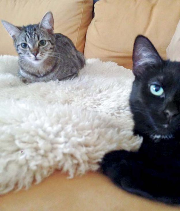 Kater Simba (aka Emil, l.) und Schwester Nala (aka Maja) im neuen Zuhause / © 25.05.'16 Privat