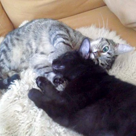 Kater Simba (aka Emil, l.) und Schwester Nala (aka Maja) im neuen Zuhause / © 25.05.'16 Privat