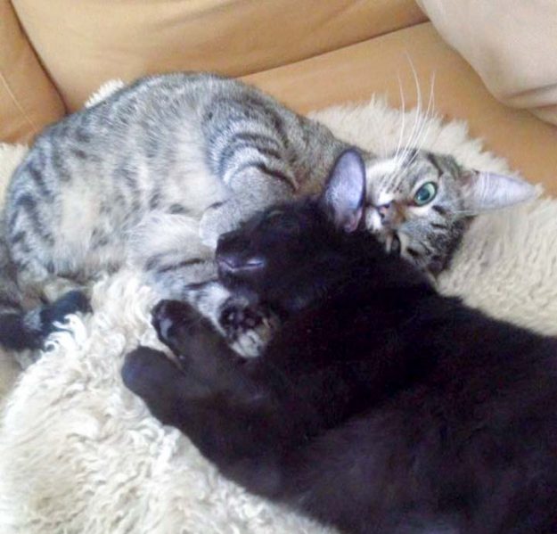 Kater Simba (aka Emil, l.) und Schwester Nala (aka Maja) im neuen Zuhause / © 25.05.'16 Privat