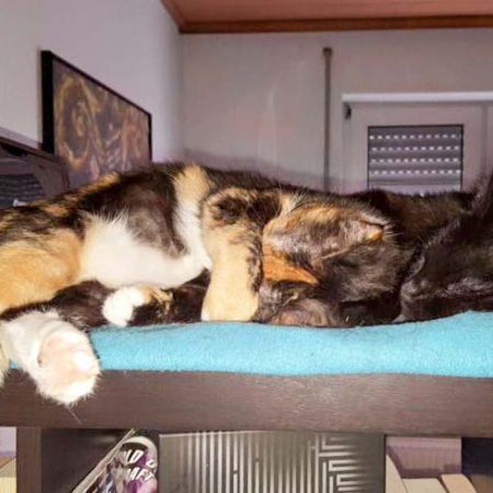 Kätzinnen Maja (l.) und Emmi im neuen Zuhause / © 25.05.'16 Privat