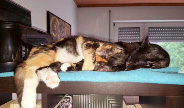 Kätzinnen Maja (l.) und Emmi im neuen Zuhause / © 25.05.'16 Privat