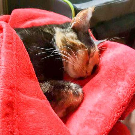 Kätzin Maja im neuen Zuhause / © 25.05.'16 Privat
