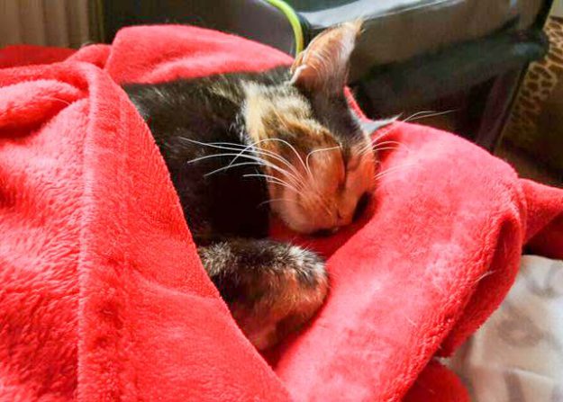 Kätzin Maja im neuen Zuhause / © 25.05.'16 Privat