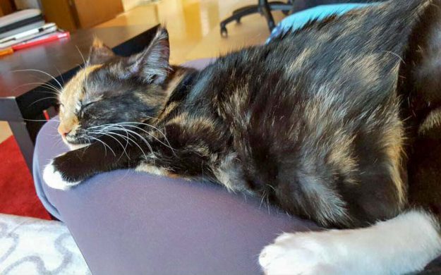 Kätzin Maja im neuen Zuhause / © 25.05.'16 Privat