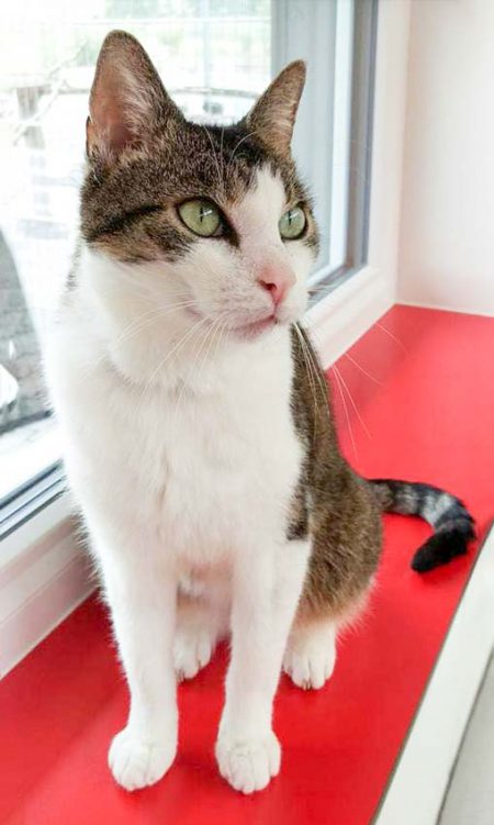 Kätzin Linda / © 2016 Arche KaNaum (DN)