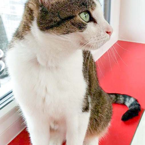 Kätzin Linda / © 2016 Arche KaNaum (DN) Kätzin Linda / © 2016 Arche KaNaum (DN)