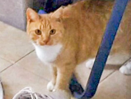 Vermisst: Kater Franko / © 2016 Privat