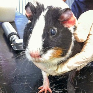 Männliches Meeri / © 2016 Arche KaNaum (DN) Männliches Meeri / © 2016 Arche KaNaum (DN)