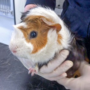 Weibliches Meeri / © 2016 Arche KaNaum (DN) Weibliches Meeri / © 2016 Arche KaNaum (DN)