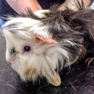 Weibliches Meeri / © 2016 Arche KaNaum (DN) Weibliches Meeri / © 2016 Arche KaNaum (DN)