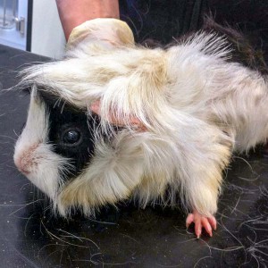 Weibliches Meeri / © 2016 Arche KaNaum (DN) Weibliches Meeri / © 2016 Arche KaNaum (DN)