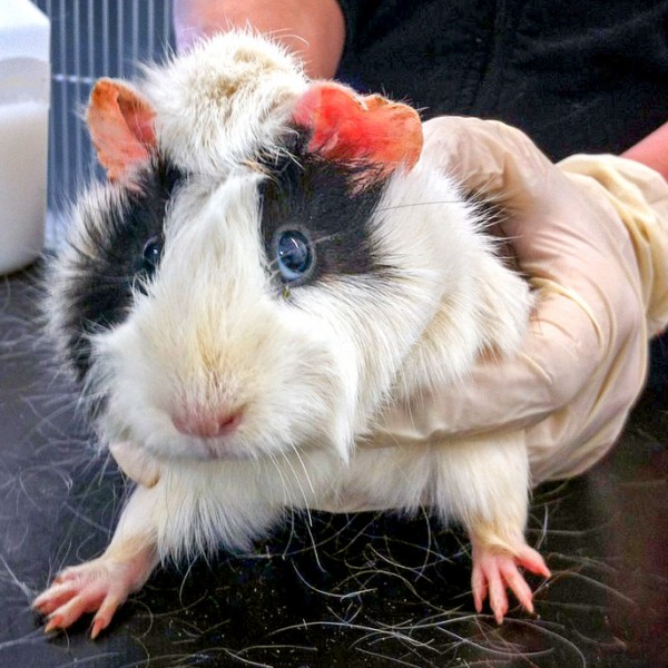 Weibliches Meeri / © 2016 Arche KaNaum (DN) Weibliches Meeri / © 2016 Arche KaNaum (DN)