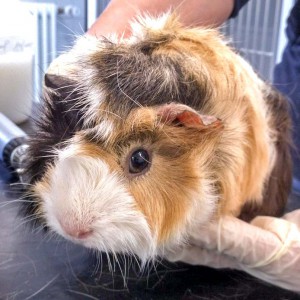 Weibliches Meeri / © 2016 Arche KaNaum (DN) Weibliches Meeri / © 2016 Arche KaNaum (DN)