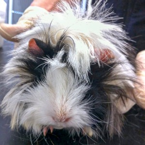 Weibliches Meeri / © 2016 Arche KaNaum (DN) Weibliches Meeri / © 2016 Arche KaNaum (DN)